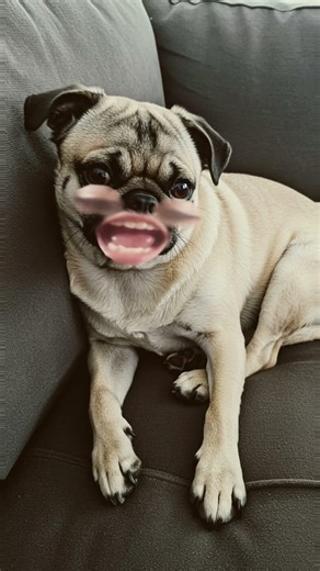 When my dog muscle man was still alive