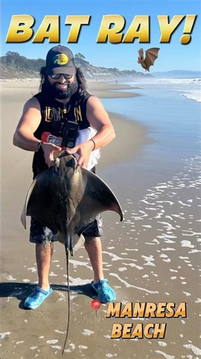 CAUGHT A BAT RAY OFF THE BEACH!🦇🎣For The 1st Time! #batray #beachfishing #surffishing #norcal