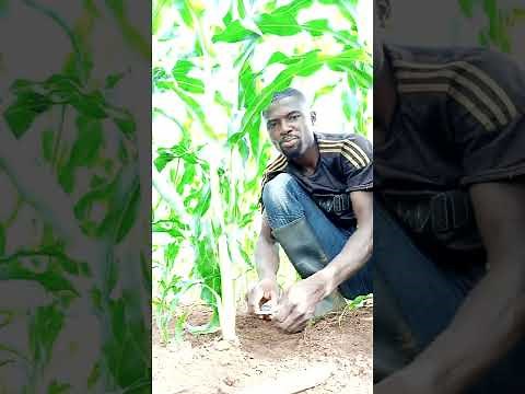 how to measure the stem diameter of maize plant using the digital vernier caliper