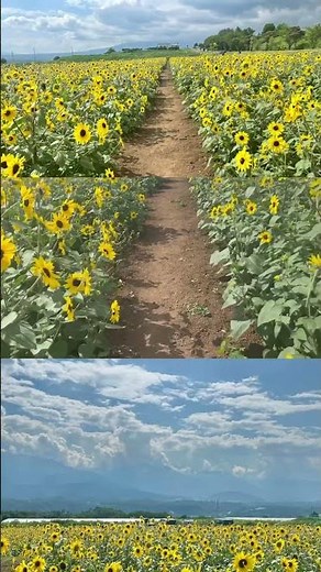 🌻ひまわり畑🌻#夏 #ひまわり #明野村#ハイジの村#山梨県