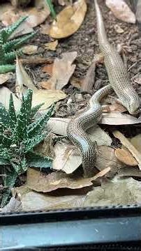 One of the species we’ve been breeding the longest at The Bio Dude🦎#ocellatedskink #reptiles