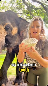 29K views · 10K reactions | Elephants do have teeth 醴!!! Elephants can have 4 to 6 sets of teeth in their lifetime. #Elephant #Animal #FreeContactCare #ElephantCareDigger #ElephantTeeth | The Walking Elephant | Facebook