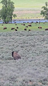 Boing-boinging his way through life... Bison doing the hop-hoppity through the sage in Yellowstone National Park... #yellowstonenationalpark #bison #fblifestyle #wildlifereels #fypシ | T. Lyn Neufeld Photography