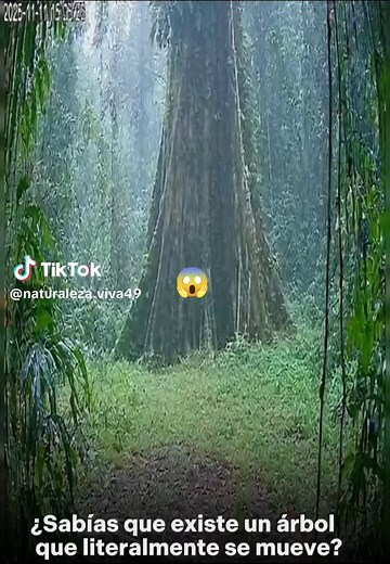 El árbol que camina: La Palmera Caminante