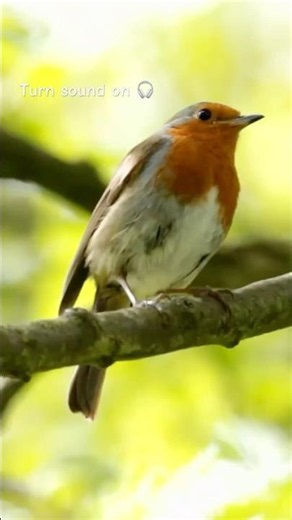 European Robin Singing in the Morning | Relaxing Bird Song 🐦🎶