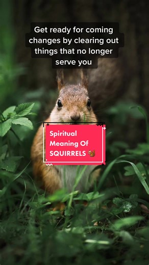 Understanding the Spiritual Meaning of Squirrels