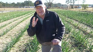 What are multiplying onions? Are they easy to grow? This week Greg shares a little update on how successful he is growing multiplying onions. #growyourownfood | Hoss