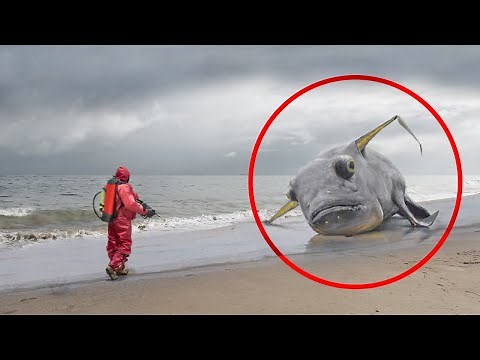 10 Most Bizarre Sea Creatures Washed Up After Tsunamis!