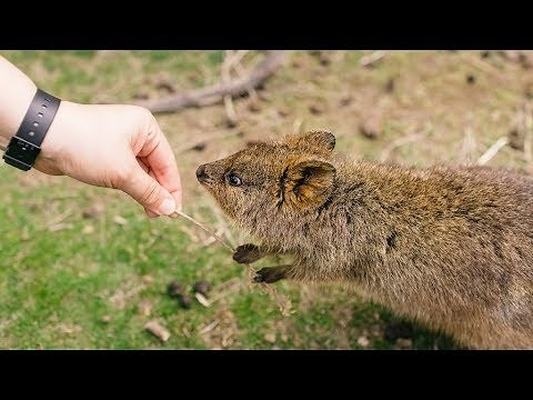 Can You Keep a QUOKKA as a Pet?