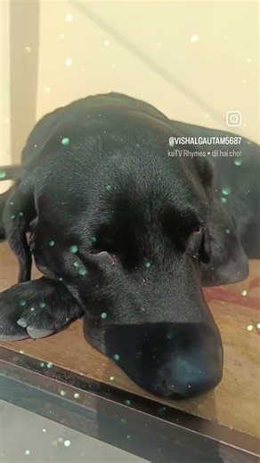 Na bolta hai Naa shikayat......Bas pyar hi pyar dog “Dog lovers ke liye special Labrador video 🐾❤️”