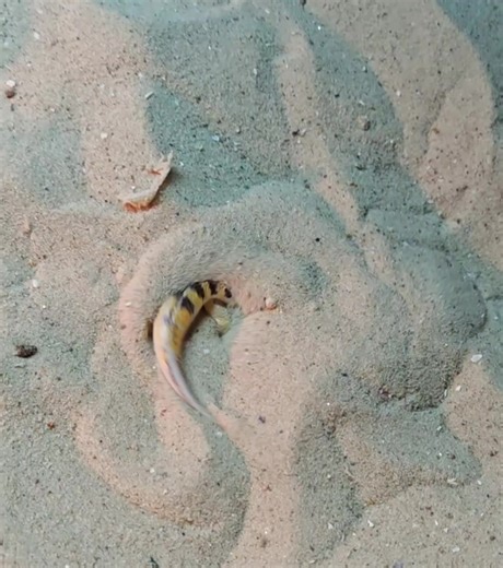 Why is he called a sandfish skink? Because he actually swims through the sand 😱 We think he's amazing! 🏊 What do you think? #wolverhampton #PetSupplies #pet #westmidlands #petshop #reptiles #reptilekeeper #reptilelover #skink | HugglePets