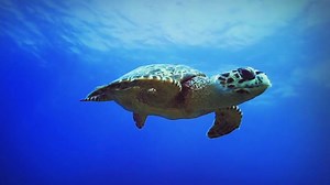 SAVE BIG on Your Dream Dive Vacation - 7 Nights for Only $1,726!* Must call 855.488.3232 by November 23 to book special price. Offer includes 12 boat dives with our unique valet diving service, breakfast, lunch, and dinner every day, round-trip airport ground transfers and more! ****************** *Must mention offer BF16 to take advantage of this offer. Hotel taxes & fees included. Rate is capacity controlled. Rates are per person, double occupancy, standard room. Valid for travel between 4/29/