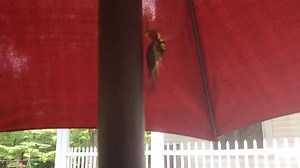 9.9K views · 50 reactions | Cicada Killer wasps are being noticed throughout our communities. Dave and Stephanie Bentzen recorded this video on their property just outside of Holmen. Learn more about these giant wasps here: https://bit.ly/3gcpl5S | News 8 Now / News 8000 | Facebook