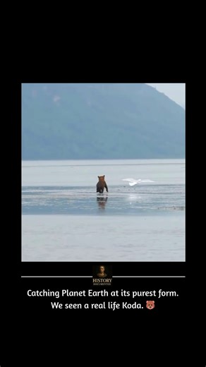 Histroy Documented Daily👀🧐 on Instagram: "Brother Bear (2003) is one of Disney’s most emotional and underrated animated films. 🐻❄️ Set in the ancient North, the story follows Kenai, a young man magically transformed into a bear after acting out of anger. Forced to see the world through the eyes of the creature he once hated, he learns empathy, responsibility, and the true meaning of brotherhood. 🌲✨ The film stands out for its spiritual themes, hand-drawn animation, and powerful message about