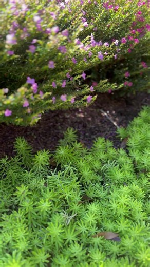 Premium Landscaping Design, Done Right. From concept to completion, we craft custom outdoor spaces that elevate your property’s beauty and value. ✔️ Professional Design Plans ✔️ Quality Materials ✔️ Experienced Installers 📞 (904-410-3908) Schedule your consultation today and discover what’s possible for your home. #LandscapingDesign #ProfessionalLandscaper #LandscapeArchitecture #OutdoorSpaces #PropertyValue | Captain’s Lawn Services