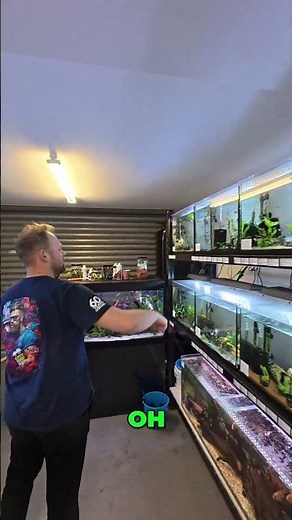 Amazing Rainbow Fish! Stunning Colors for Your Aquarium #shorts