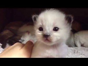 Traditional Siamese Kitten newborns (Teddy)