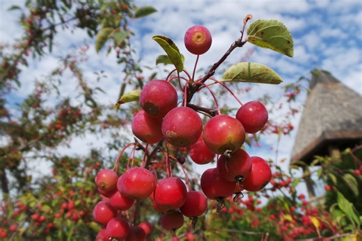 ▶︎ Watch: Planning for Fall Planting – Choosing the right trees and shrubs for success