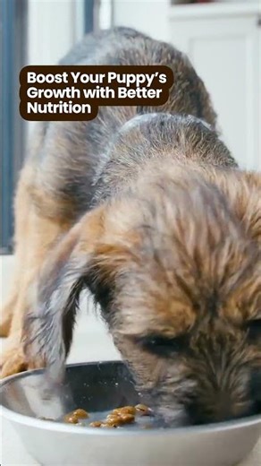 Spring Nutrition Tips For Growing Puppies