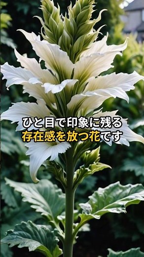 【6月10日の誕生花】芸術性と緻密さを宿す花 #誕生花 #スピリチュアル #アカンサス #6月生まれ #6月 #占い