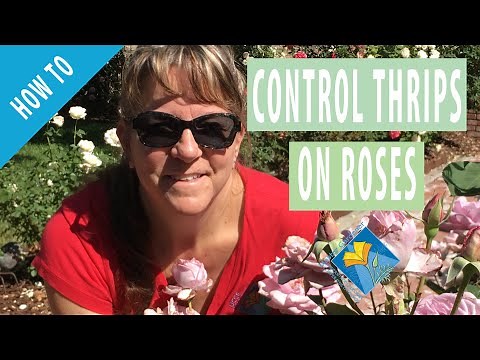 How To Control Thrips on Roses
