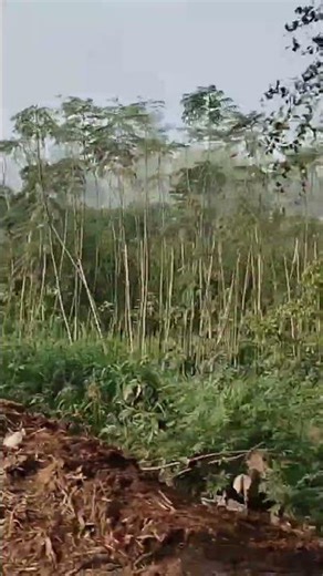 Mango is coming😋😎✅#mango #ytshorts #shorts