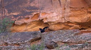 Condor chick #1000 has set another milestone for the California Condor Recovery Program. On September 25, 2019, chick #1000 took its first flight from its nest cave in Zion National Park, becoming the first wild-hatched chick to successfully fledge within Zion National Park since recovery efforts began in the late 1990’s. Two park visitors witnessed the chick’s first flight and immediately reported the news to National Park Service staff who confirmed that the chick was doing well. Although the 