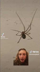 🕷️ Piedmont Spider 🇮🇹 | Swollen Abdomen and Long Legs 🔍