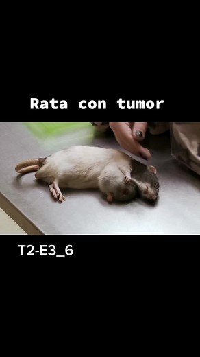 rata con un tumor#veterinaria #emergency #animales #entretenimiento #parati