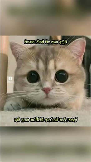 2026 March 24 බුකියේ රස කතා short# 2 😂😂😂#shorts #youtubeshorts #funny