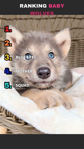 Baby Wolves That Are Too Cute to Be Wild 🐺🥹
