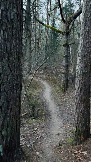 POV Quiet Forest Path