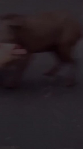 Dog Attacks Wild Boar in Outdoor Encounter