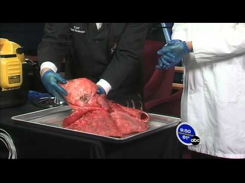Cow Lung and Heart Dissection