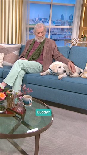 1.1M views · 7.8K reactions | When Sir Ian McKellen met our furry friend Buddy from Dogs for Autism, he wasted no time asking this important question!  | This Morning | Facebook