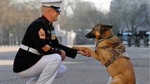 4.7K views · 172 reactions | Dogs welcoming soldiers home compilation Soldiers coming home to their lovable pups! Man's best friend! It's more meaningful than a gift is: GSD > https://teespring.com/old-german-shepherd-who-s-also Pitbull > https://teespring.com/old-pitbull-dad-veteran Golden > https://teespring.com/golden-pupreme | Buddy Up | Facebook