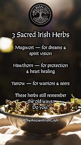 236K views · 7.7K reactions |  3 SACRED IRISH HERBS & THEIR MAGIC... These three herbs appear again and again in Irish folk magic and healing. Learn how to work with them in The Ancient Irish Craft — launching September 2025.  Free The Ancient Irish Craft 101 guide coming soon #IrishHerbs #CelticWitch #Hedgewitch #WitchTok #TheAncientIrishCraft #HerbalWitch | The Ancient Irish Craft | Facebook