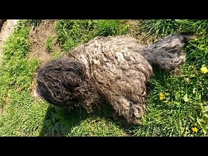 They Said This Dog Was Too Far Gone…
