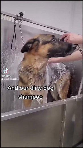 Retired Police K9 Dog | German Shepherd