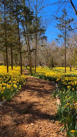 happy Spring Daffodils reserve Dartmouth Mass