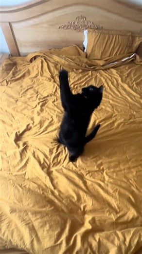 Active cat plays with string 🐾😍