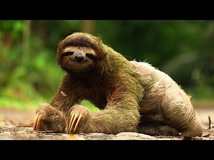 Three-toed sloth (Bradypus variegatus)