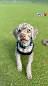 Meet Mr. BOO-mbastic ♥️ BOO #A266229 is an adorable 3-year-old, 17 pound boy who can walk on his hinds for treats. 😂 This cutie will steal your heart and he’s looking for a home without kids or small dogs. Collier County DAS | 📍 7610 Davis Blvd., Naples, FL, 34104 | 📞 Tel: 239-252-PETS | 💻 www.collierpets.com #adopt #foster #love #CollierDAS #shelterdogs #adoptme #adoptabledog #animalshelter | Collier DAS Dogs -by volunteers