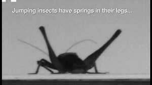 Why insects are marvels of engineering http://bbc.in/1ge3MlO (Footage courtesy of Dr Gregory Sutton, University of Bristol and Prof Malcolm Burrows, University of Cambridge) | BBC News
