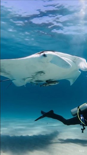 Arraia Gigante Surge das Profundezas 😱🌊
