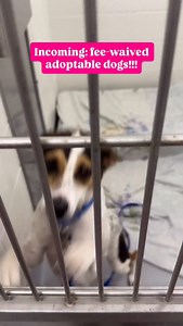 55 animals went home on day 1 of our fee-waived adoption event 😍😍😍 can we keep up the momentum?? Meet some fee-waived dogs in Boston and Nevins! Remember it’s ALL animals who have been here for 30 or more days! See up to date availability at mspca.org/adoption | MSPCA-Angell