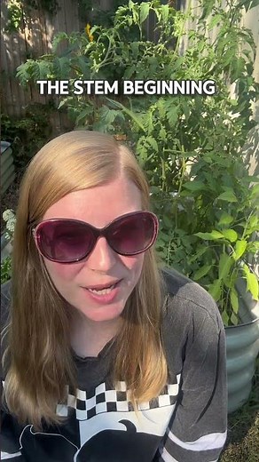 How To Ripen Squash Off The Vine