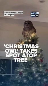 One owl tried to get into the holiday spirit this year, surprising a Virginia family by coming down the chimney, Santa Claus-style. The owl perched itself atop the Christmas tree before the Animal Welfare League of Arlington released it back into the wild. #owl #christmas #christmastree #holiday #christmasdecorations | WACH FOX