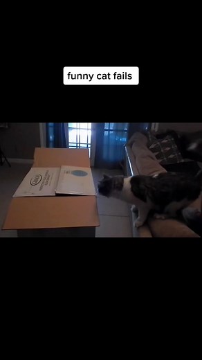 try not to laugh challenge #trynottolaughtiktoktv #challenge #funny #funny #cat #catfail