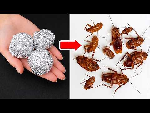 Kill Cockroaches Fast with Aluminum Foil – Simple & Effective! | Tracy Tips